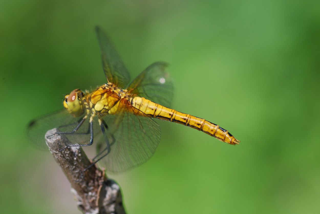 libellula da identificare